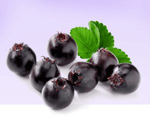 Fresh Saskatoon Berries (5lb bag)